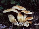 Gymnopilus ventricosus image