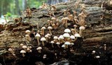 Ripartitella brasiliensis image