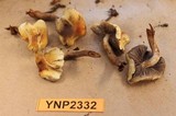 Hypholoma capnoides image