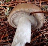 Amanita porphyria image