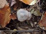 Hygrocybe lacmus image