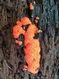 Tubulifera arachnoidea image