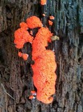 Tubulifera arachnoidea image