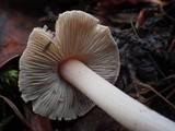 Inocybe grammata image