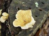 Tapinella panuoides image