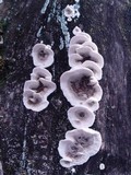 Bjerkandera adusta image