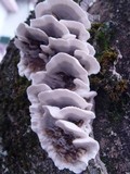 Bjerkandera adusta image