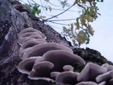 Bjerkandera adusta image