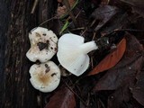 Hygrophorus roseobrunneus image