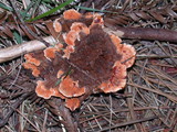 Hydnellum aurantiacum image