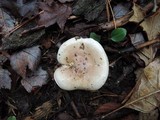 Hygrophorus roseobrunneus image