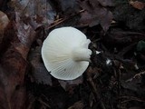 Hygrophorus roseobrunneus image