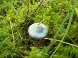Stropharia aeruginosa image