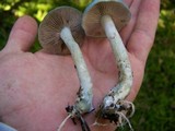 Stropharia aeruginosa image