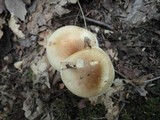 Hygrophorus bakerensis image