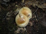 Hygrophorus bakerensis image