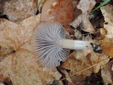 Hygrocybe lacmus image