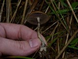 Psilocybe azurescens image