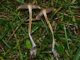 Psilocybe azurescens image