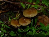 Psilocybe azurescens image