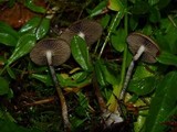 Psilocybe azurescens image