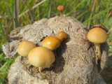 Stropharia semiglobata image