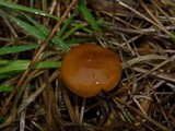 Psilocybe azurescens image