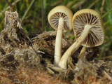 Stropharia semiglobata image