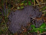 Alloclavaria purpurea image