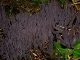 Alloclavaria purpurea image