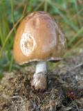 Panaeolus semiovatus image