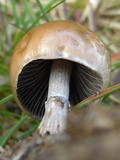 Panaeolus semiovatus image