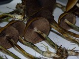 Psilocybe azurescens image