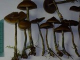 Psilocybe azurescens image