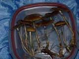 Psilocybe azurescens image