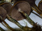 Psilocybe azurescens image