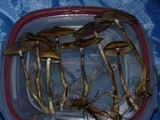 Psilocybe azurescens image
