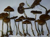 Psilocybe azurescens image