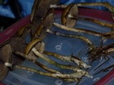 Psilocybe azurescens image