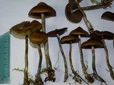 Psilocybe azurescens image