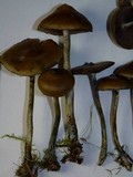 Psilocybe azurescens image