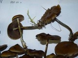 Psilocybe azurescens image