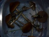 Psilocybe azurescens image