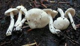 Inocybe geophylla var. geophylla image