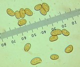 Inocybe geophylla var. geophylla image