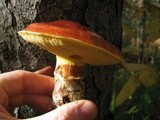 Suillus grevillei image