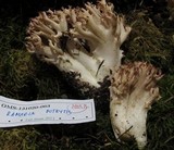 Ramaria botrytis image