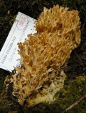 Ramaria rubripermanens image