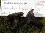 Sarcodon fuscoindicus image