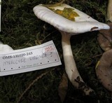 Cuphophyllus virgineus image